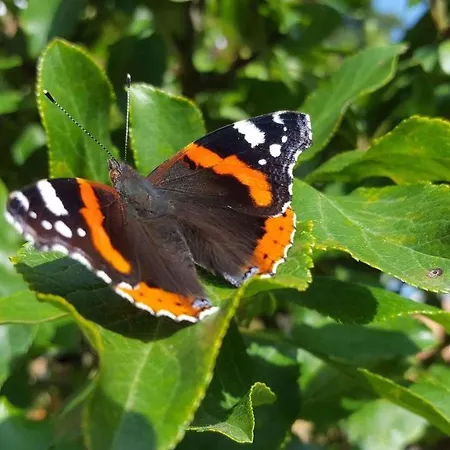 Residenz Rennhack فندق *