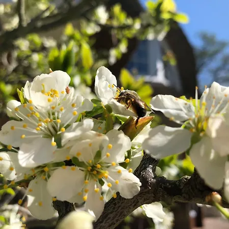 فندق Residenz Rennhack زنغست